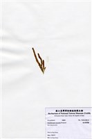 藏品(短尖假羽藻)的圖片